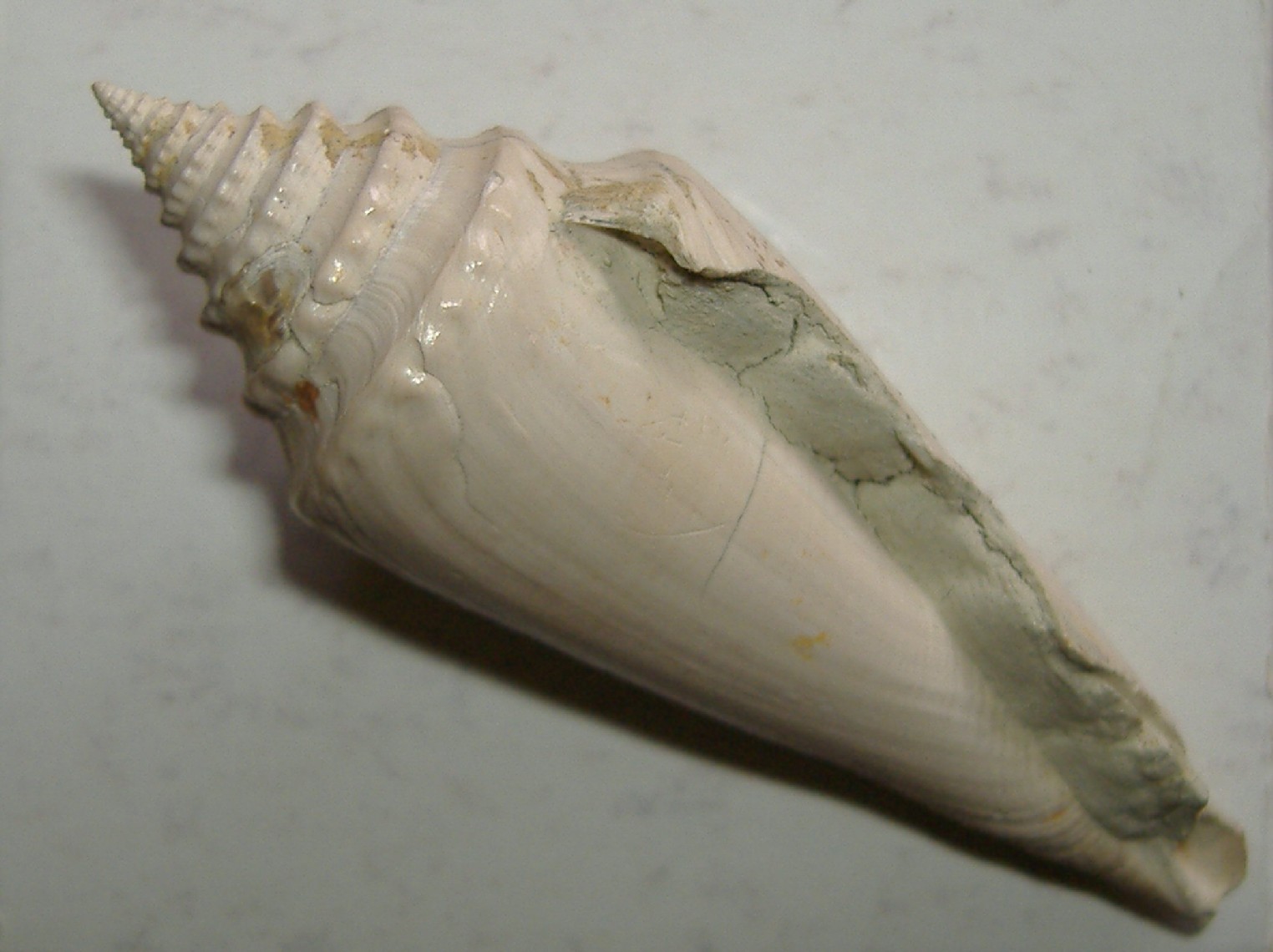 Conus antidiluvianus (Bruguiere, 1792) Terruggia - Pliocene